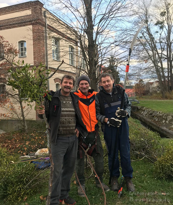 Baumpflegeaktion Mistelernte Ebreichsdorf