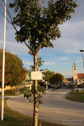 Patenschaftsbaum Gramatneusiedl