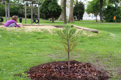Bermammutbaum Bruckmühlpark