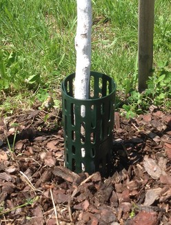 Stammschutz Ginkgo