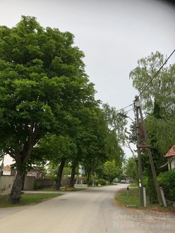 Kastanie Unterwaltersdorf Allee