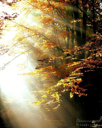Waldfoto