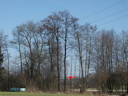 Alnus glutinosa