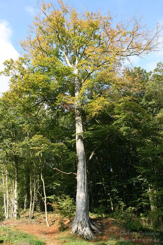 Fagus sylvatica