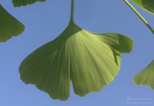 Ginkgo biloba