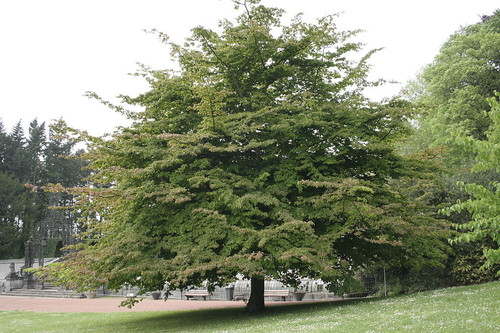 Parrotia persica