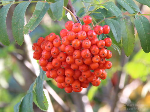 Sorbus aucuparia