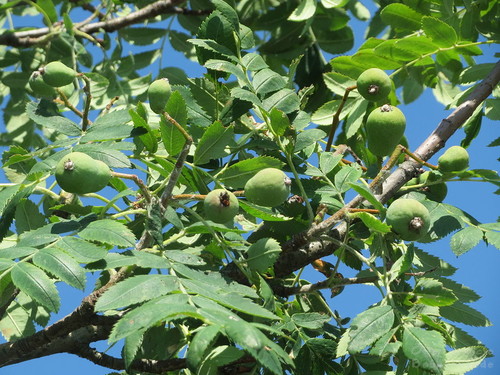 Sorbus domestica