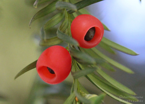 Taxus baccata