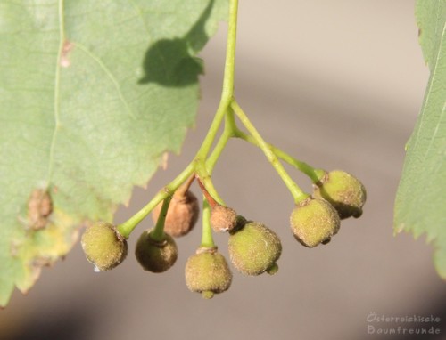Tilia cordata