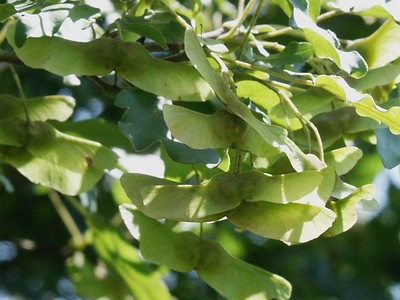 Acer campestre