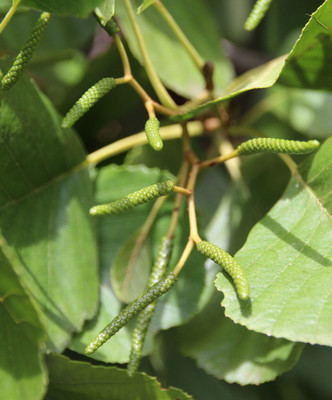 Alnus glutinosa