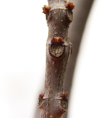 Catalpa bignonioides