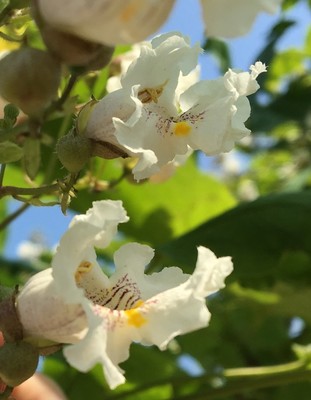 Catalpa bignonioides