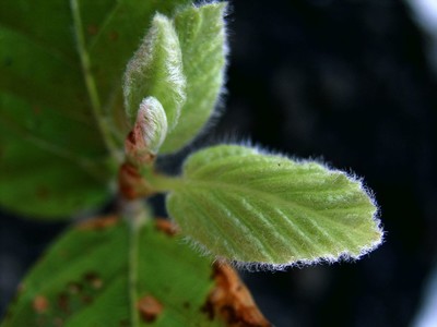 Fagus sylvatica