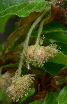 Fagus sylvatica