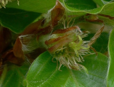 Fagus sylvatica