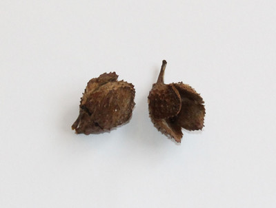 Fagus sylvatica