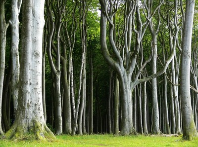 Fagus sylvatica