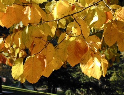 Fagus sylvatica