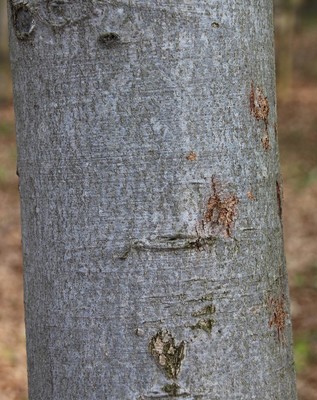 Fagus sylvatica