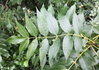 Fraxinus excelsior