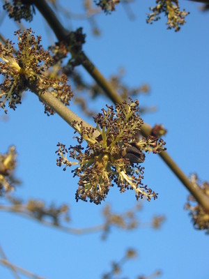 Fraxinus excelsior