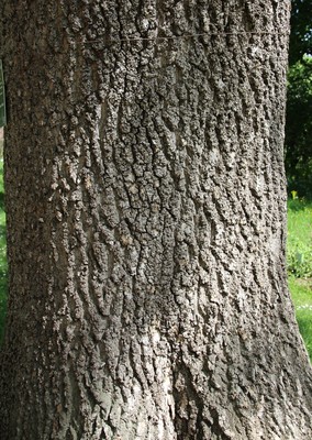 Fraxinus excelsior
