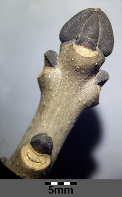 Fraxinus excelsior