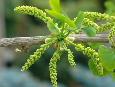 Ginkgo biloba