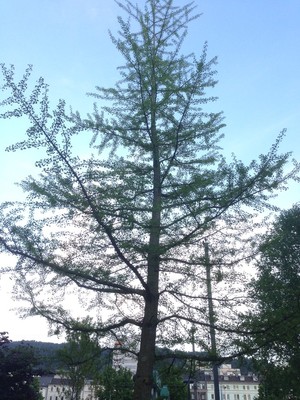 Ginkgo biloba