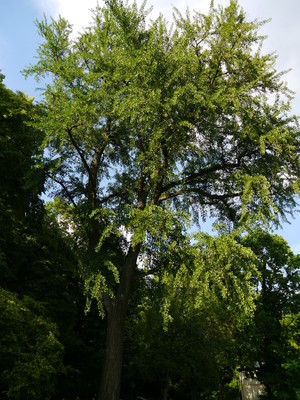 Ginkgo biloba