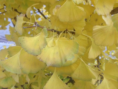 Ginkgo biloba