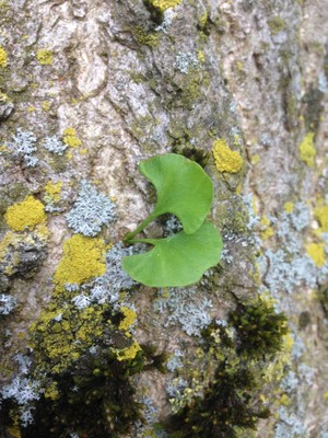 Ginkgo biloba