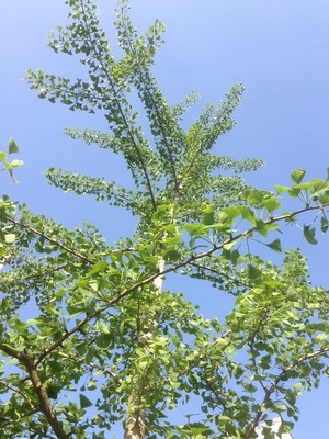Ginkgo biloba