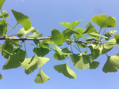 Ginkgo biloba