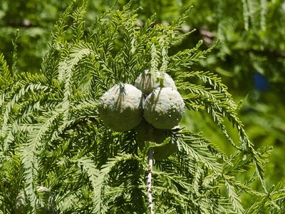 Metasequoia glyptostroboides