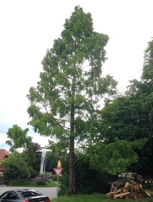 Metasequoia glyptostroboides