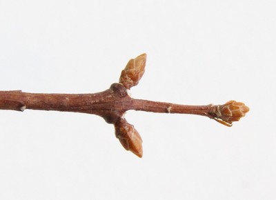 Metasequoia glyptostroboides