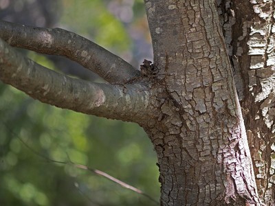 Ostrya carpinifolia