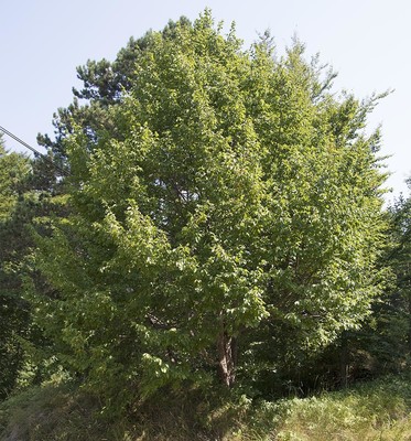 Ostrya carpinifolia