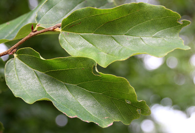 Parrotia persica