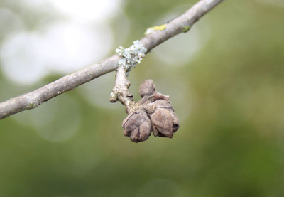Parrotia persica