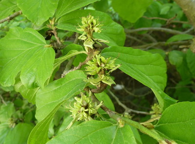 Parrotia persica