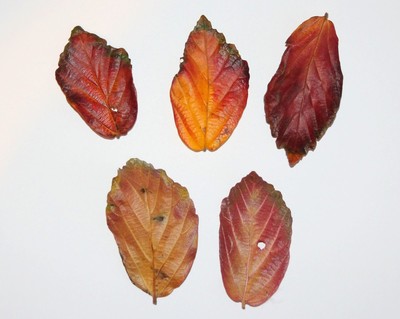 Parrotia persica 'Select'
