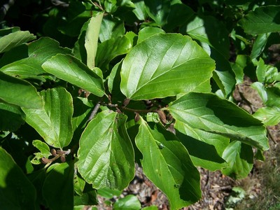 Parrotia persica