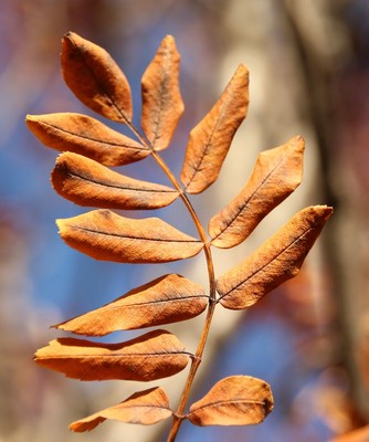 Sorbus aucuparia