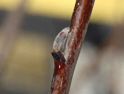 Sorbus aucuparia