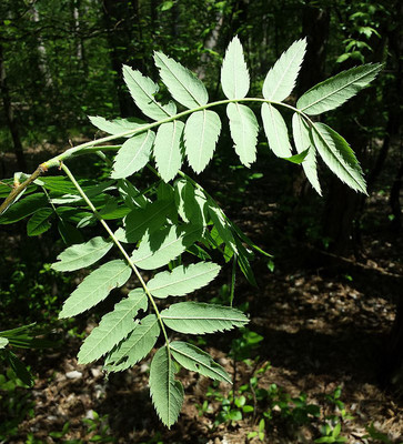 Sorbus domestica