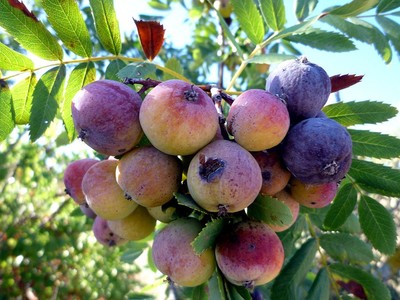 Sorbus domestica